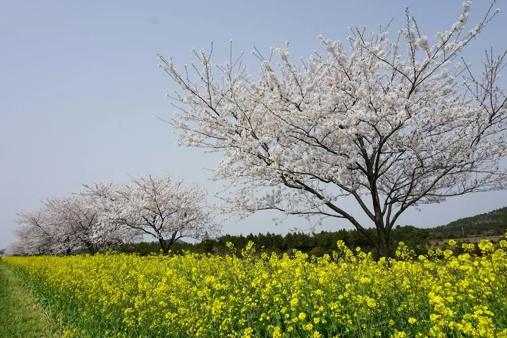 jeju-island-south-korea-spring-pelago-lead-min