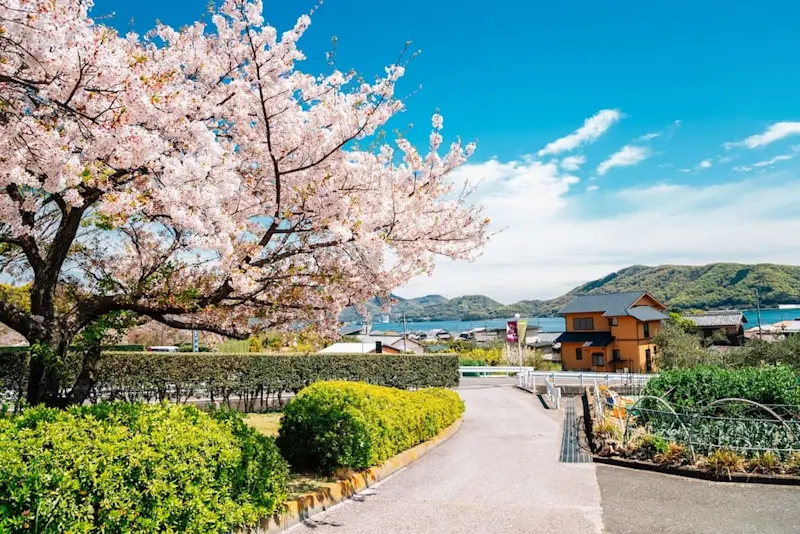 Cherry blossoms in full bloom along a quiet countryside road in Kagawa, Shikoku, with coastal views and a bright orange house in the distance.
