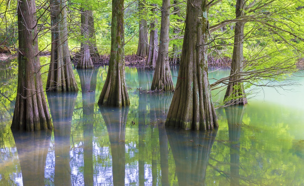 篠栗九大の森