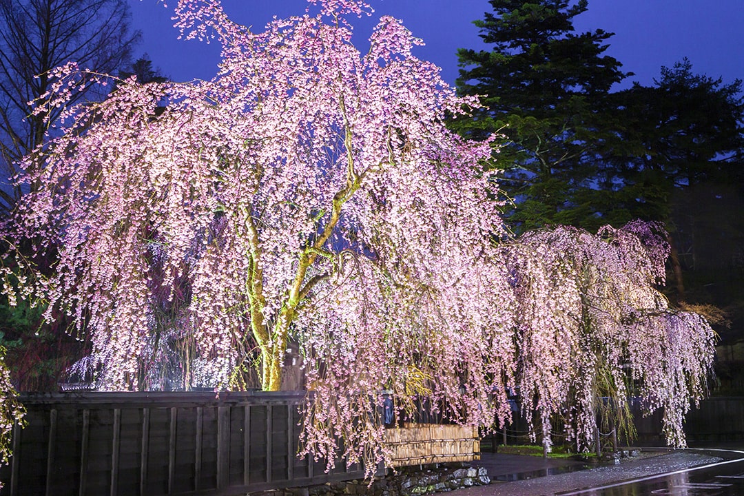 6 秋田県仙北市・角館