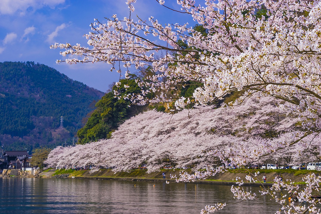 3 海津大崎の桜