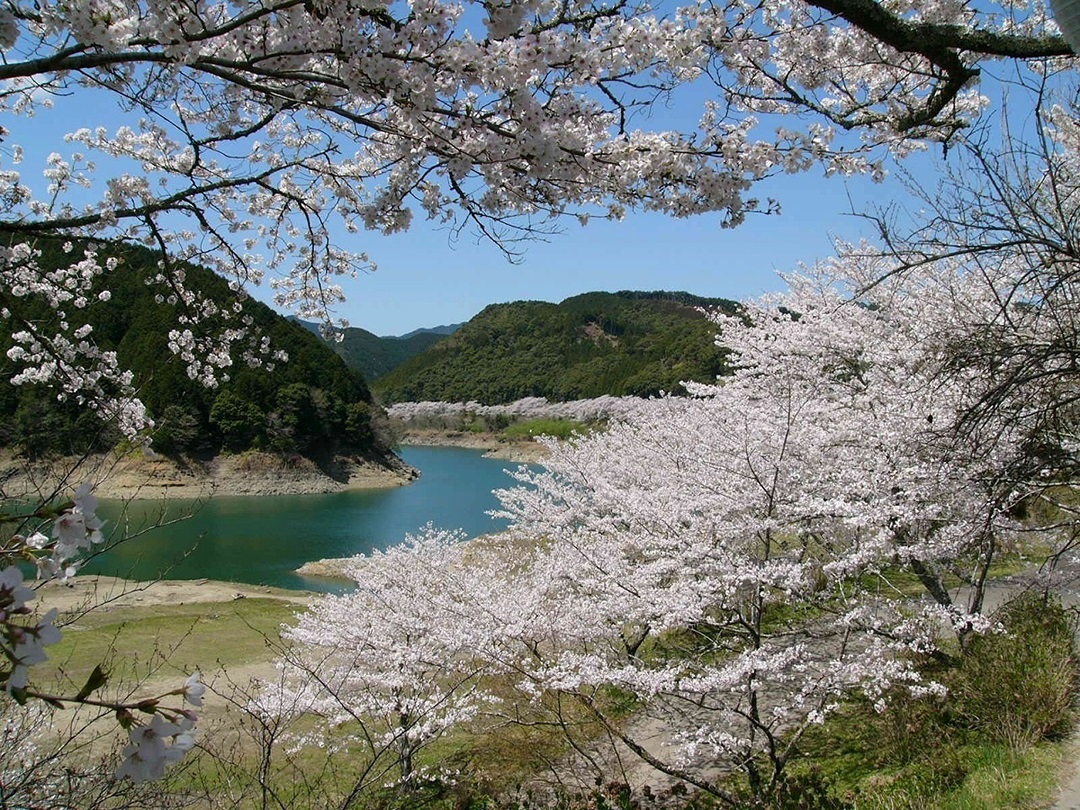 2 七川ダム湖畔の桜