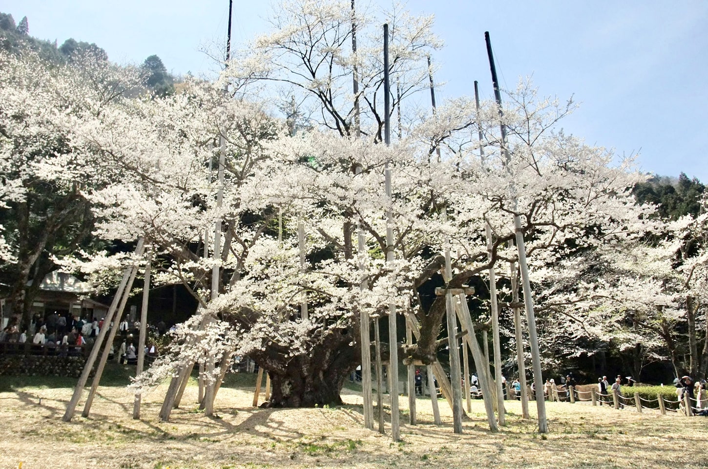 6 根尾谷 淡墨桜