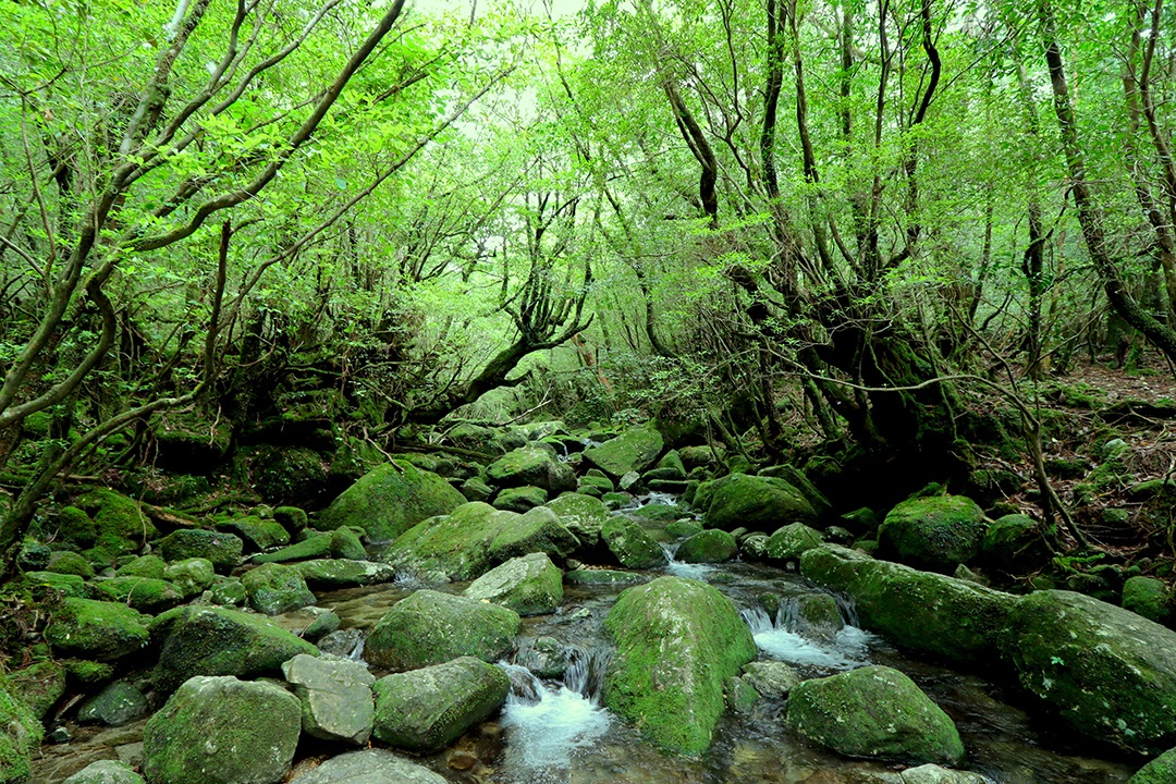 9 白谷雲水峡