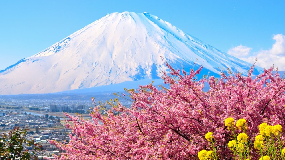 【中古】 播磨ハイキングを楽しむ 植物群生地、渓谷、城跡、低山、里山、公園をめぐる/牧歌舎/柴田泰典 20220519_01-336x216.jpg