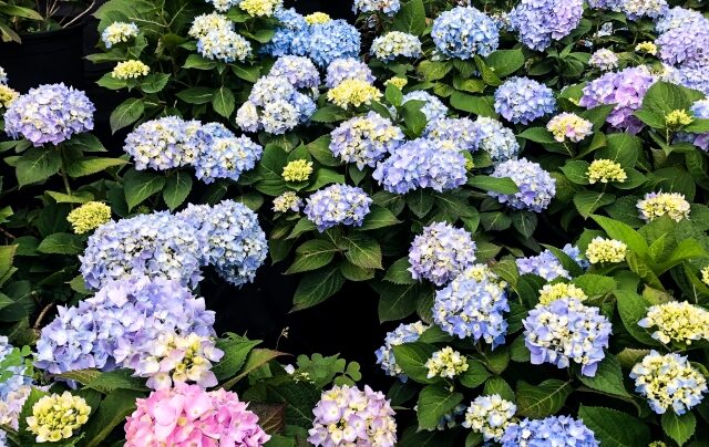 2 hydrangea-紫陽花