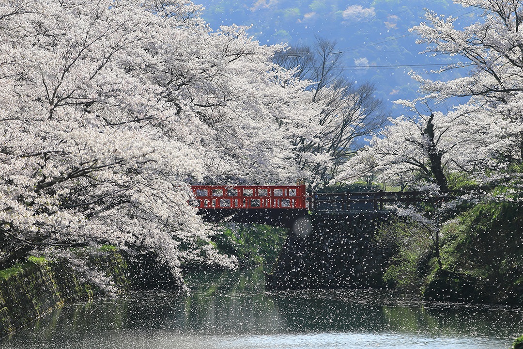 1 鹿野城跡の桜