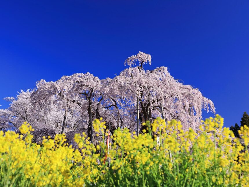 【2023年春に見たい日本五大桜（三大桜）】日本五大桜とは？何百・何千年と人によって手入れされてきた貴重な桜をご紹介します！