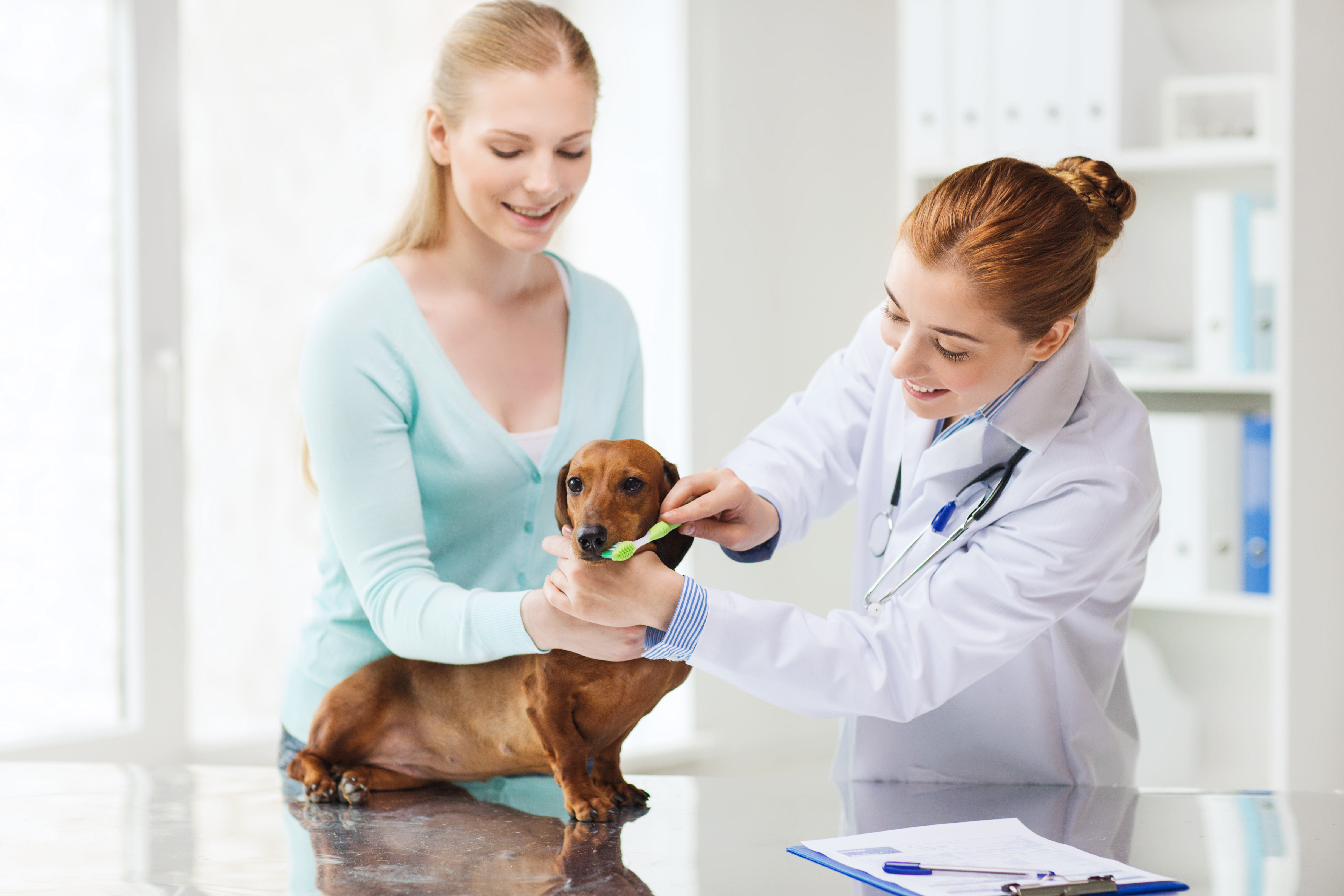 Vet and Assistant brushing a Dachshund dog's teeth on top of the clinic table