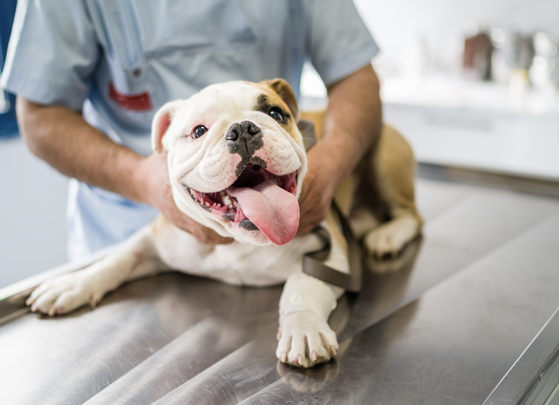 The bulldog veterinary examination