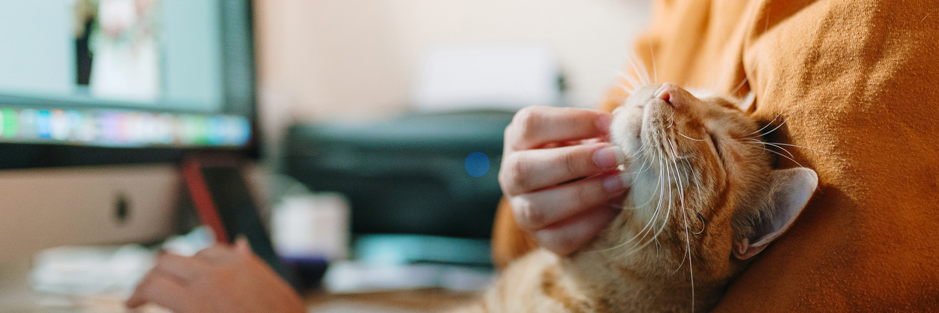 Pet parent holding a cat while on the computer