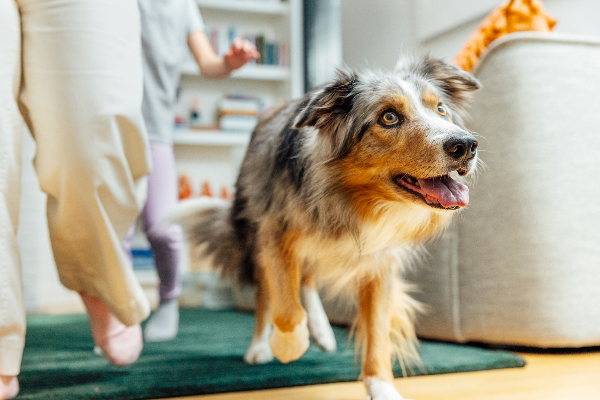 Dog walking with a family.