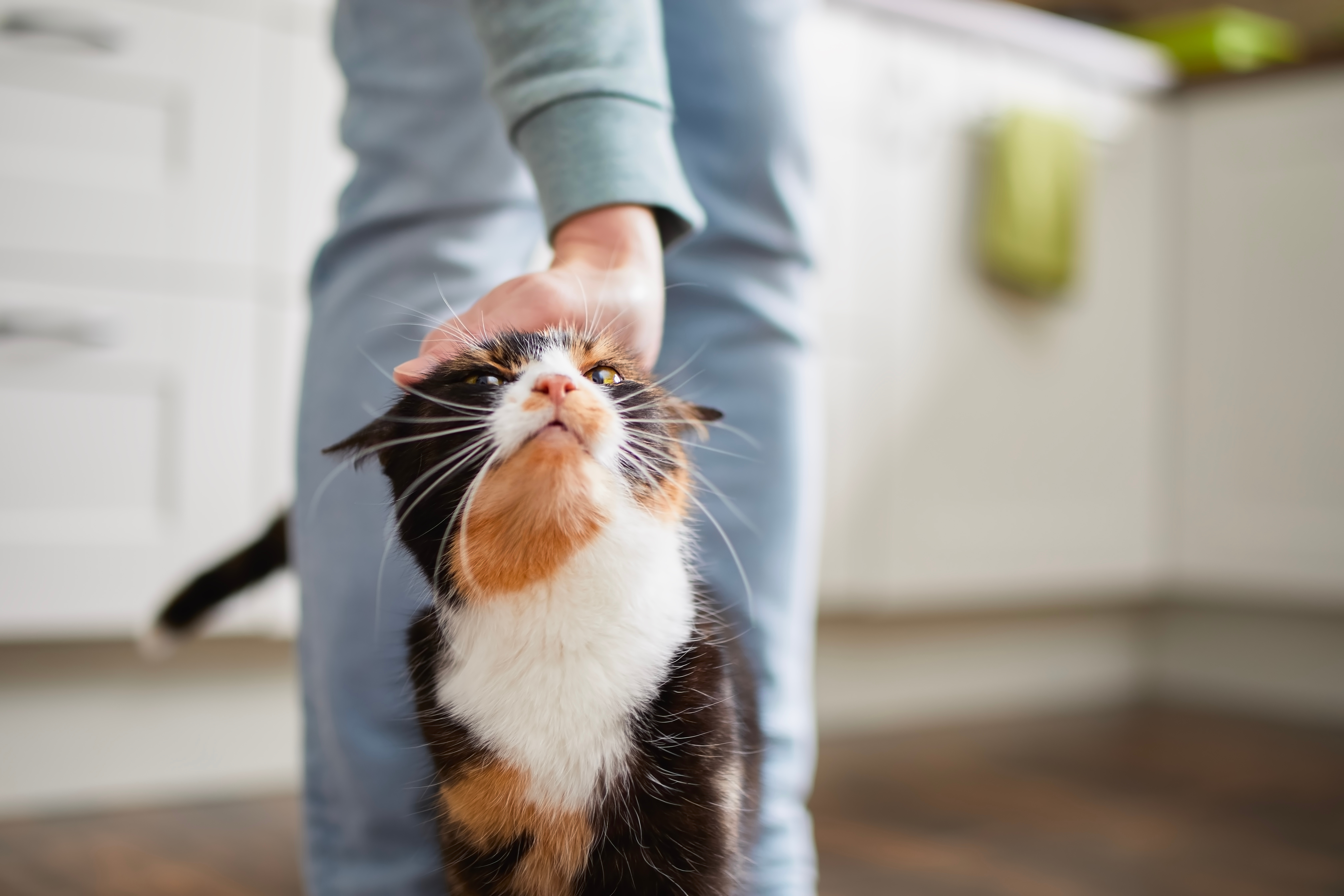 pet owner petting cat