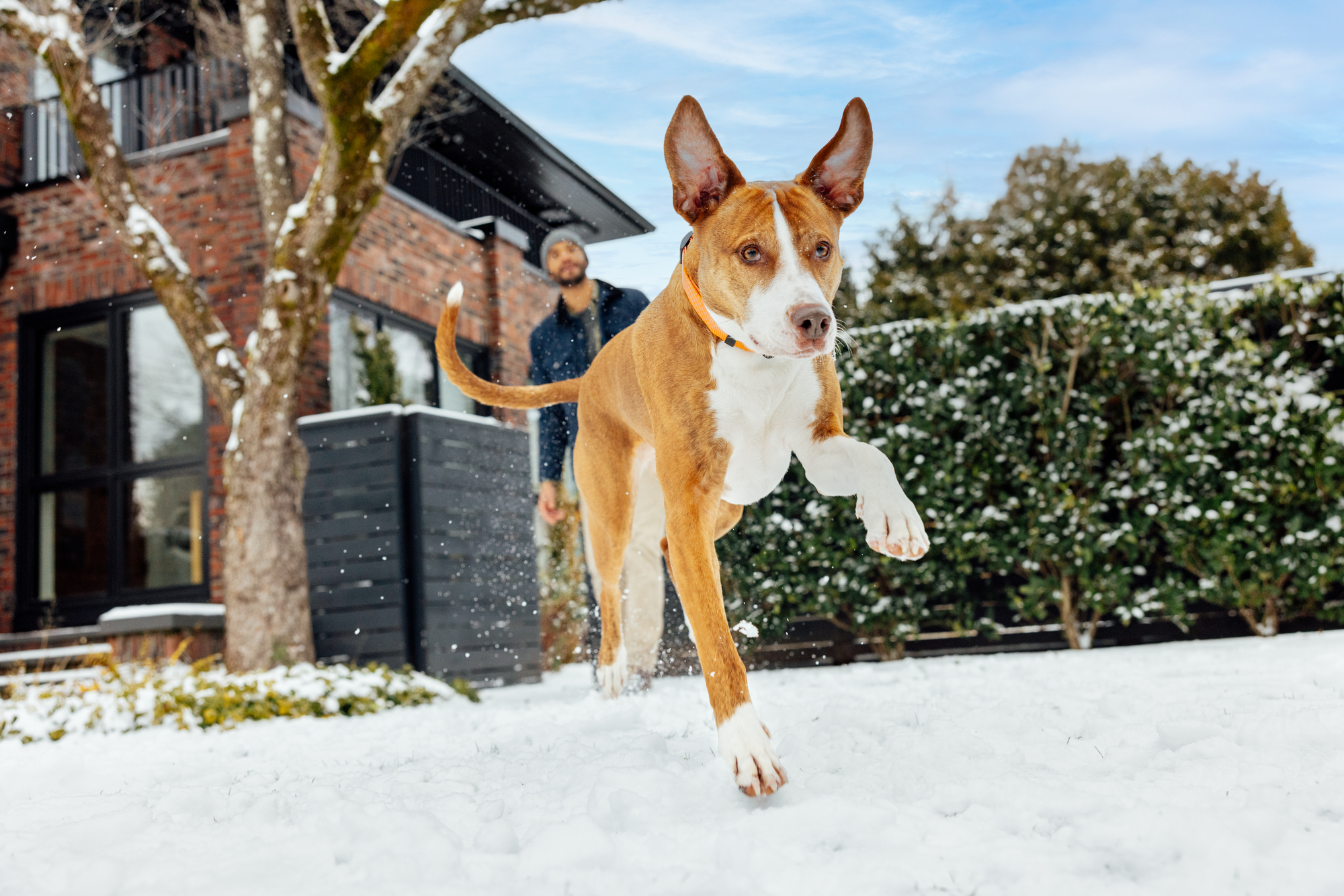A dog running on snow.