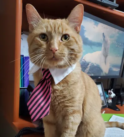 Special OLED TEST video thumbnail