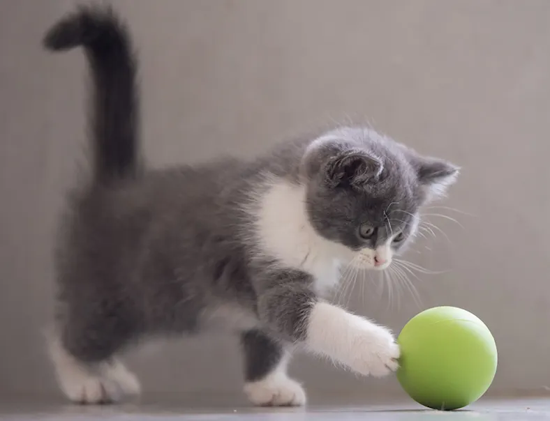 Photo of a kitten playing with a tennis ball