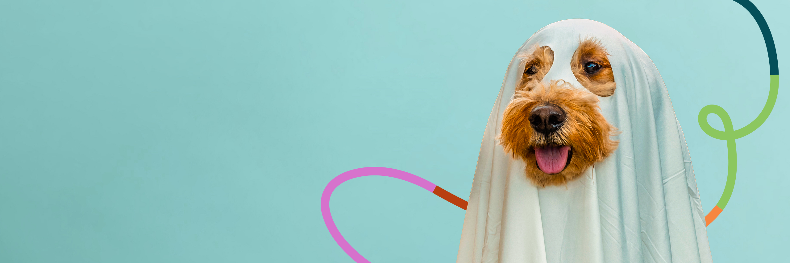 Pawlooza Banner