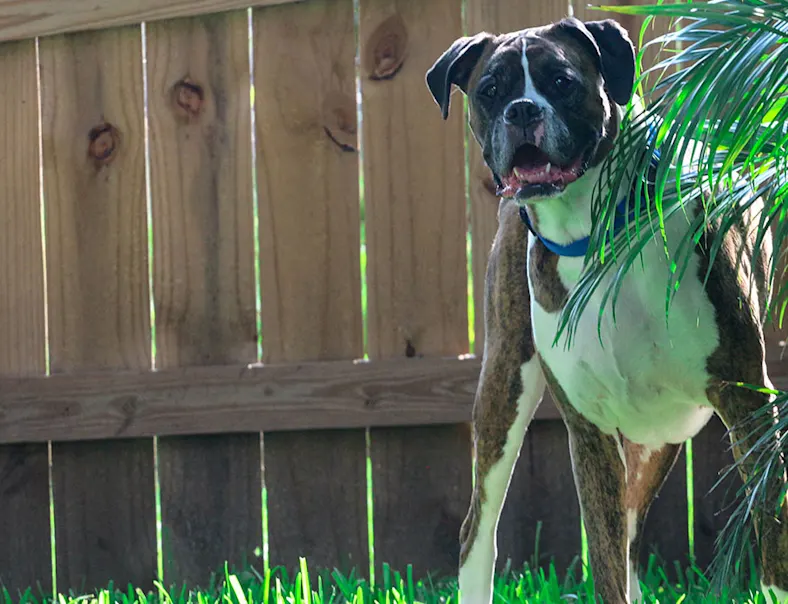 Photo of a Boxer dog in park