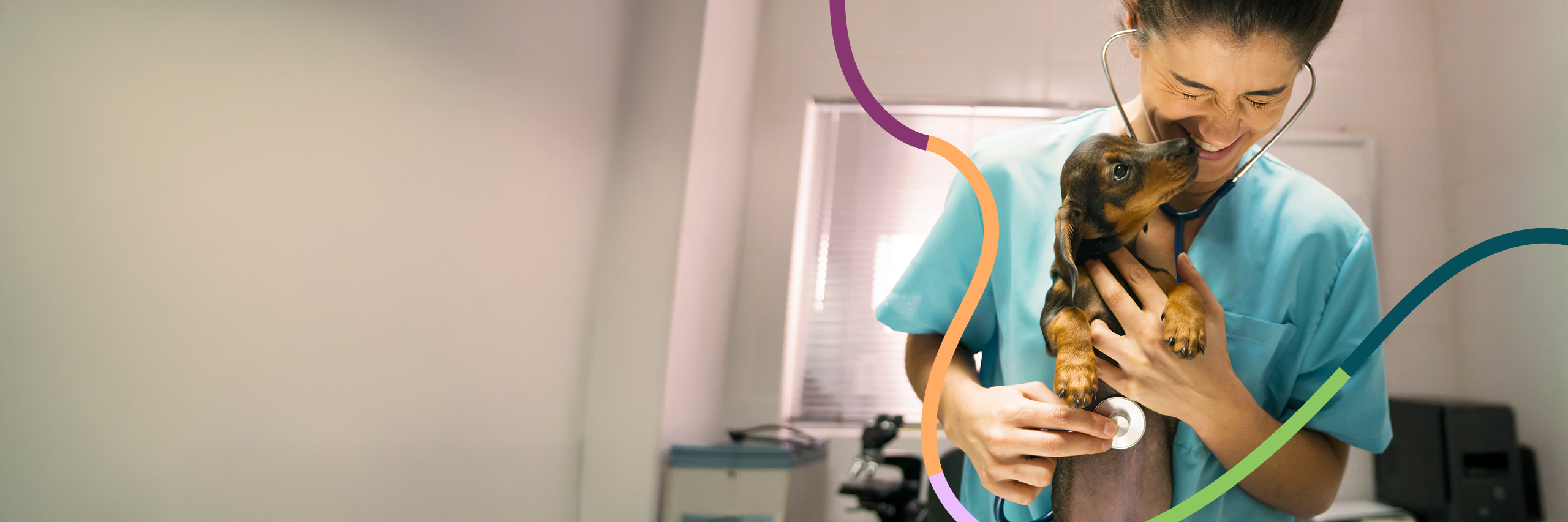 Veterinarian checking a Dachshund heartbeat