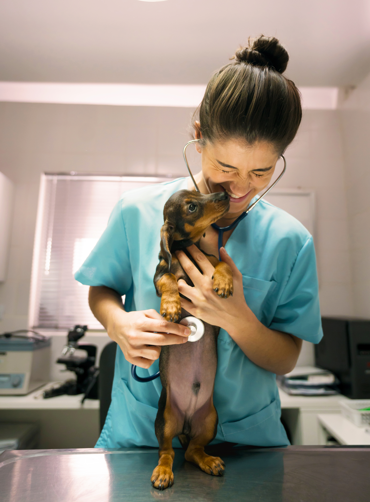 MASTER - PetOne - Image  - Veterinary - Vet Examining Small Dog