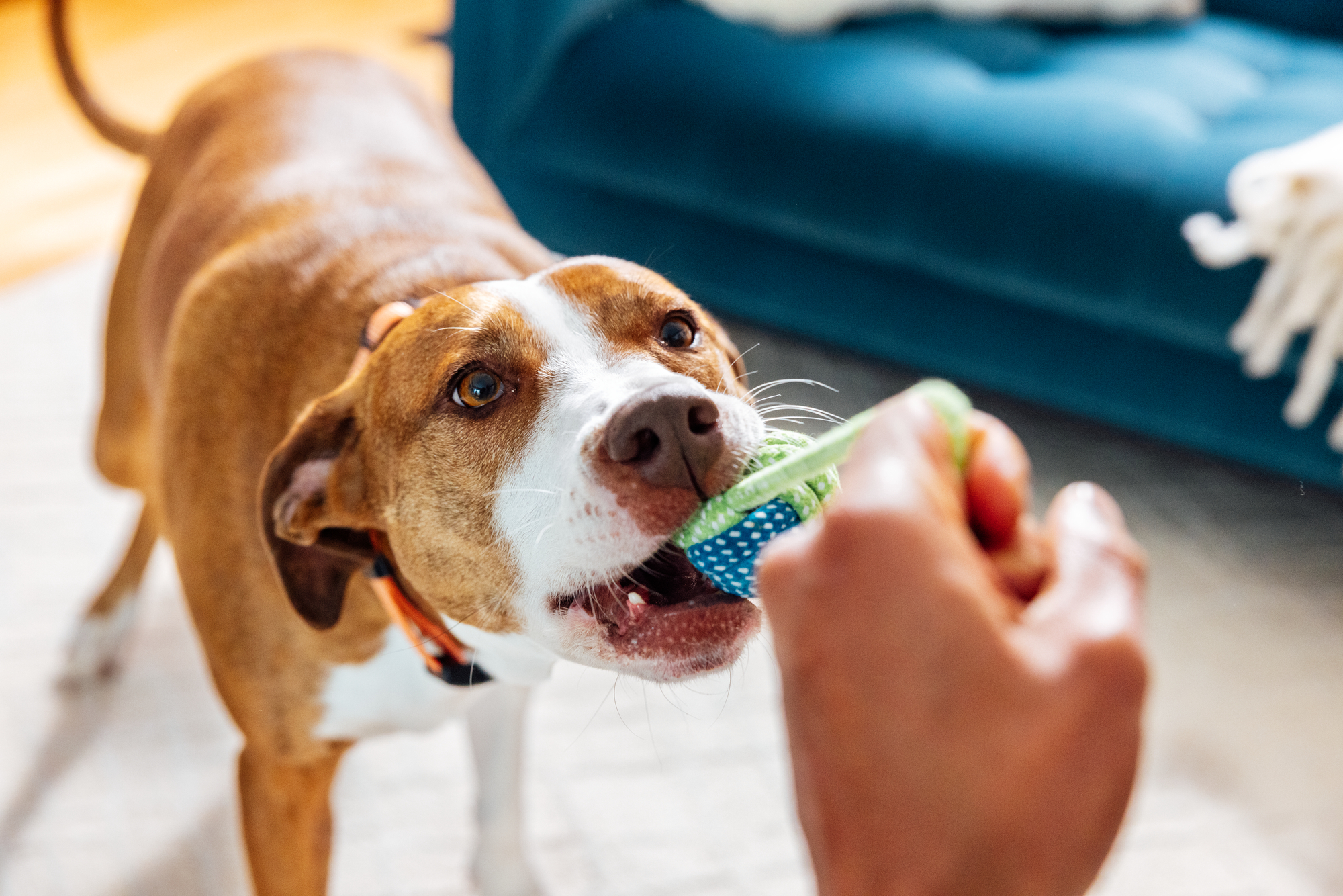 Master - PetOne - Image - Lifestyle - Dog Playing Tug of War