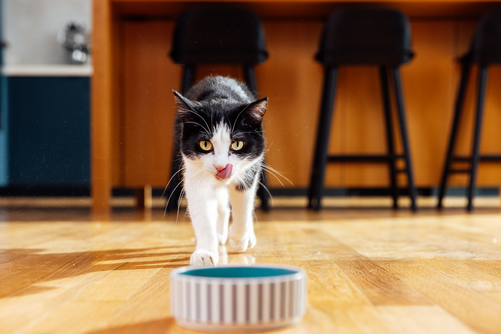 A black and white cat eating from a bowl.