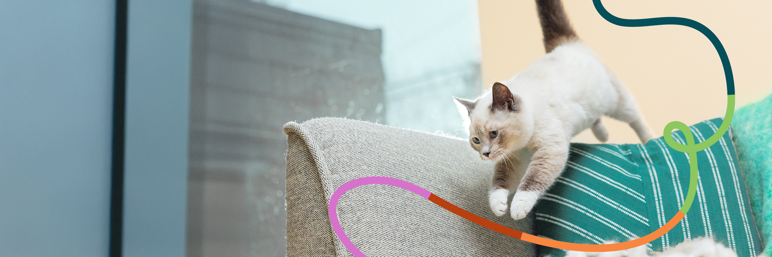 Kitten Jumping on a Sofa
