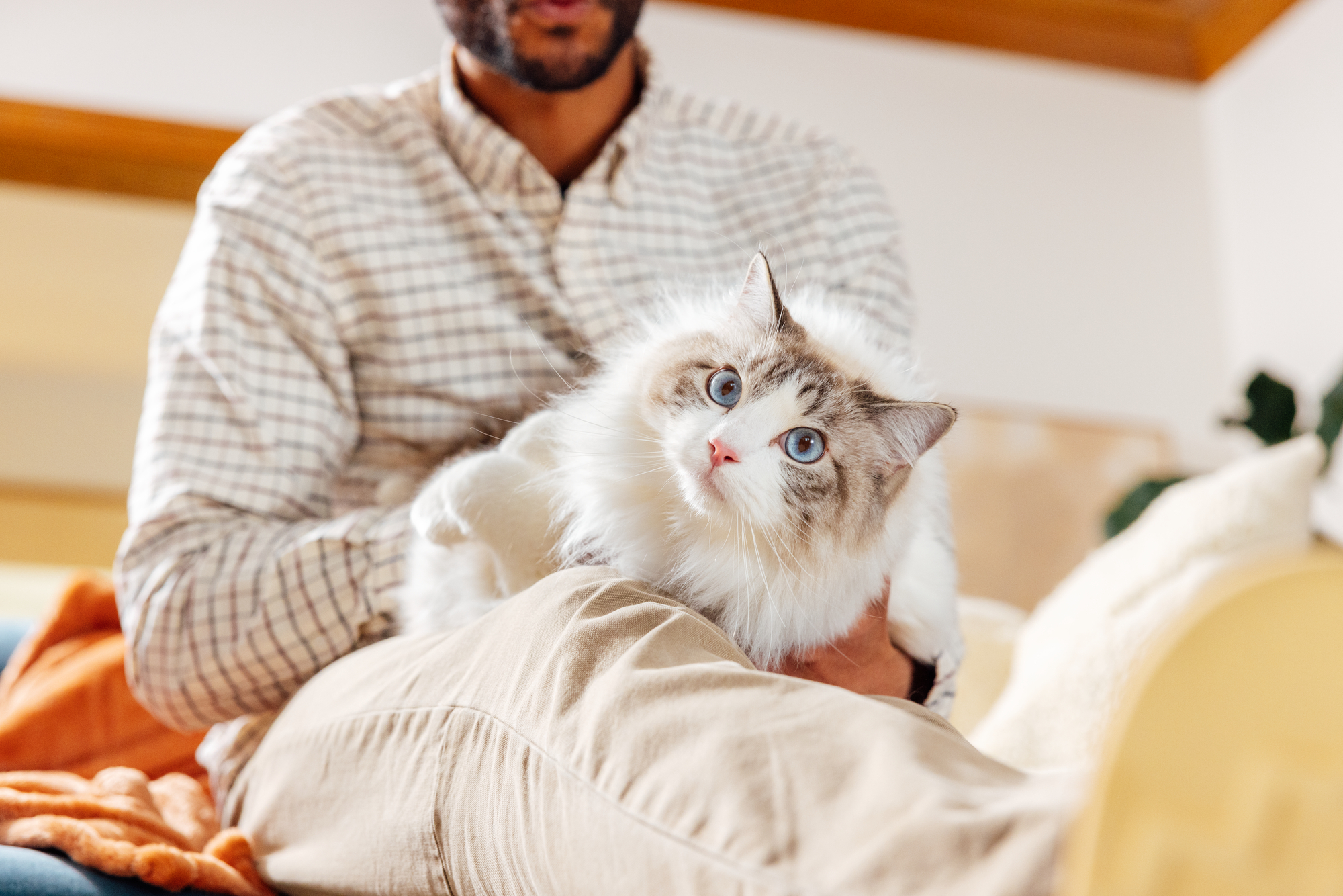 Master - PetOne - Image - Lifestyle - White and Gray Cat on a Lap