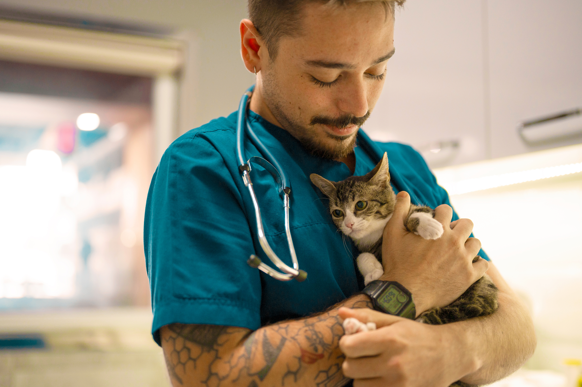 MASTER - PetOne - Image  - Veterinary - Vet Holding Small Cat