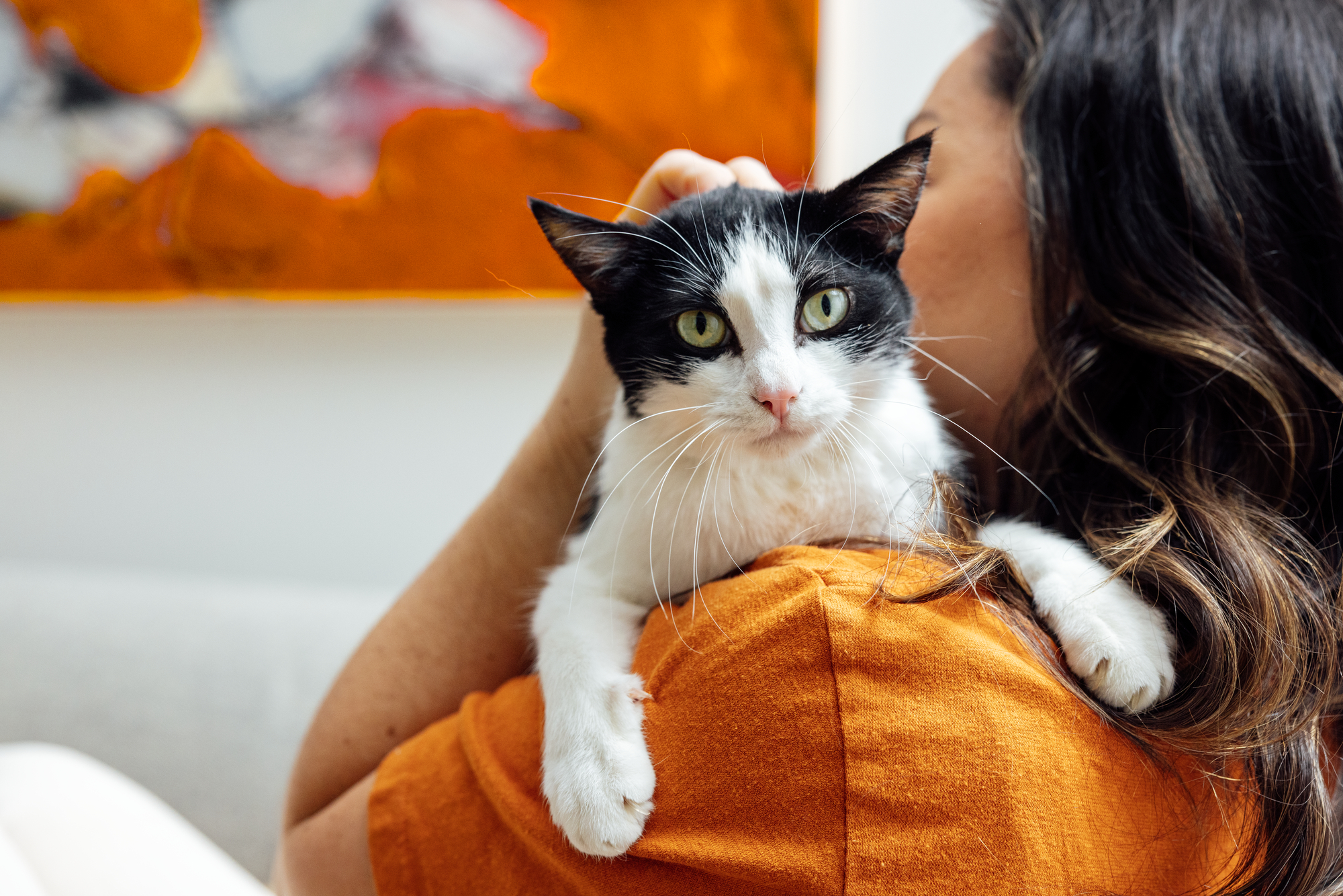 White and black cat on a shoulder