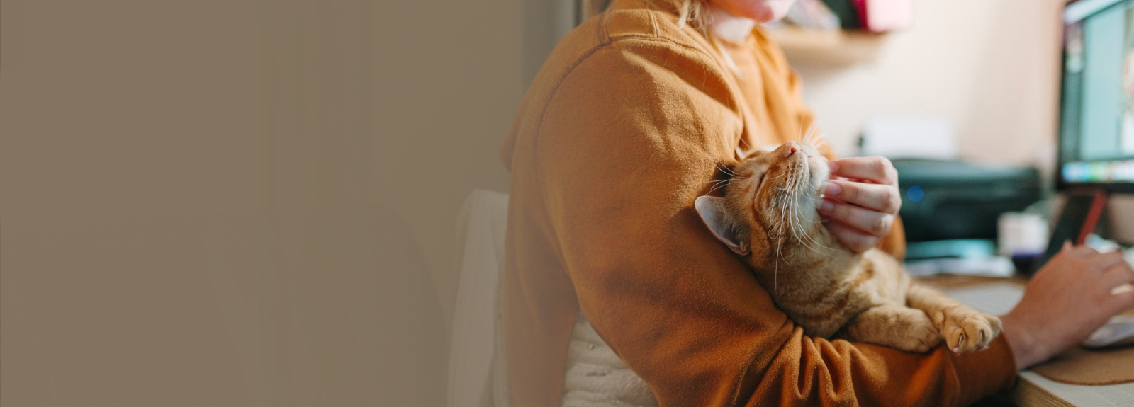A cat being petted