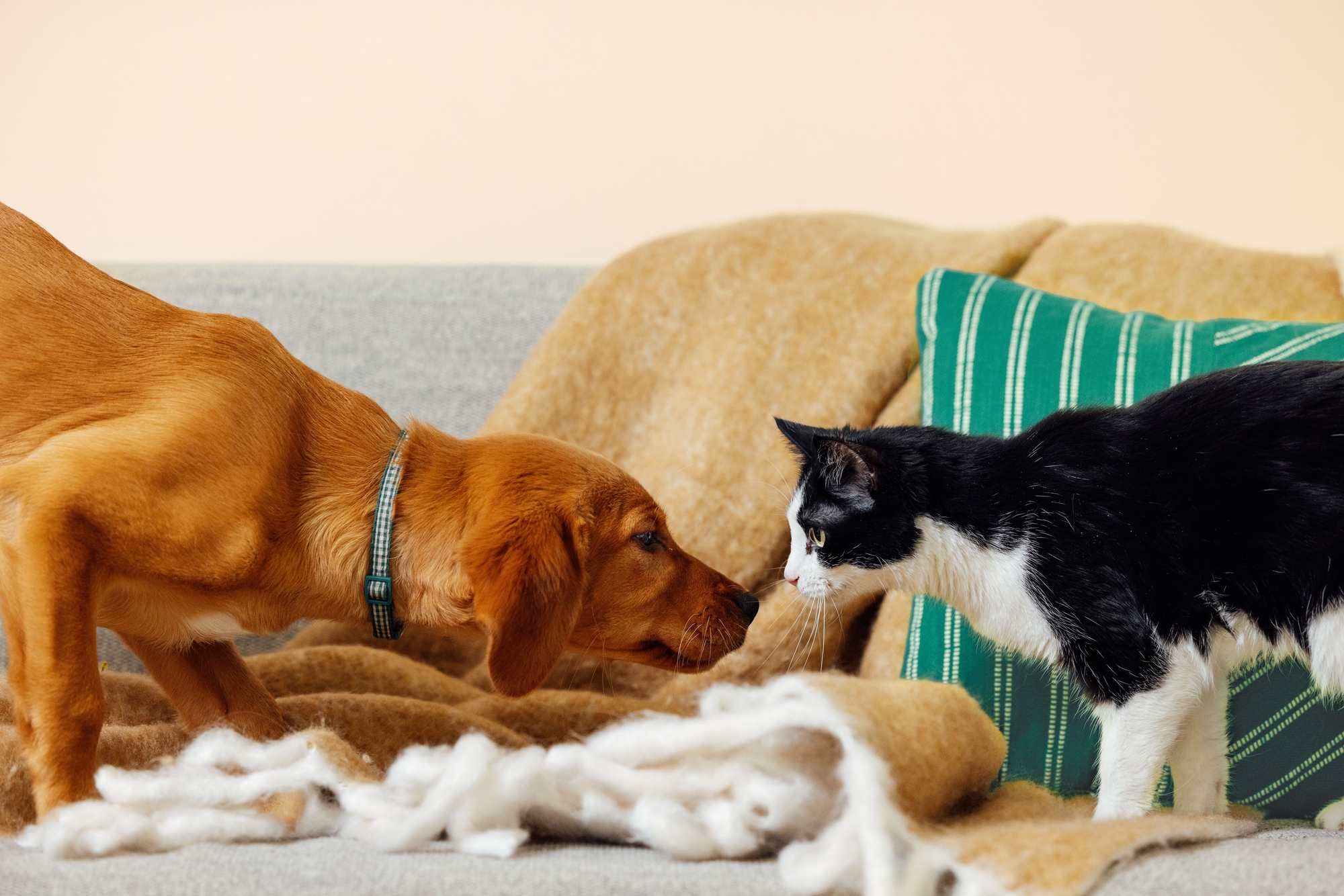 Master - PetOne - Image - Lifestyle - A Cat and Dog Facing Each Other