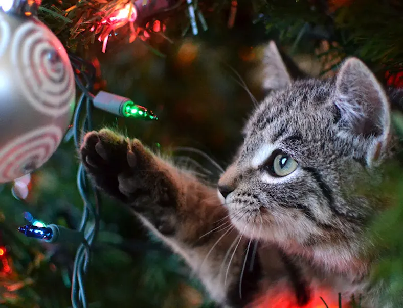 Photo of a cat touching the lights of a christmas tree