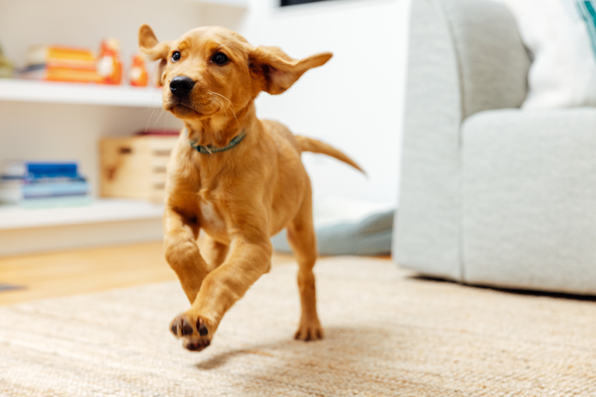 Master - PetOne - Image - Lifestyle - Golden Retriever Running