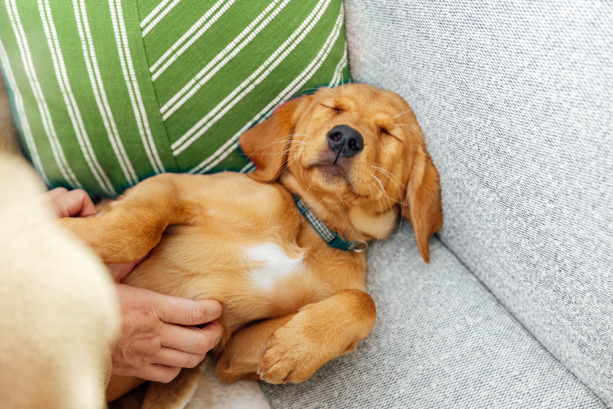 A dog sleeping and being petted.