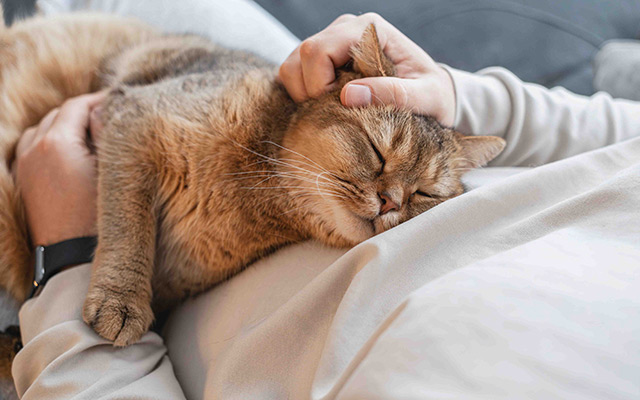 A cat sleeping on its owner while the owner holds and pets the cat.