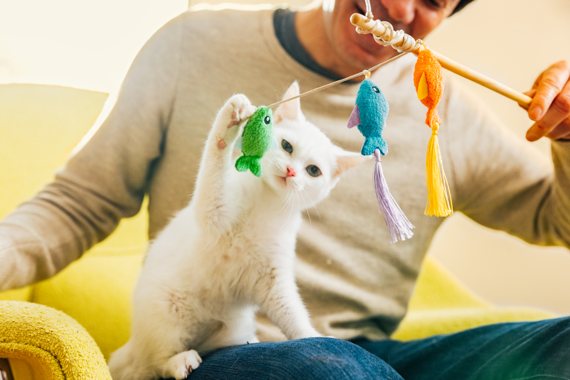 A white kitten playing with a fish toy.
