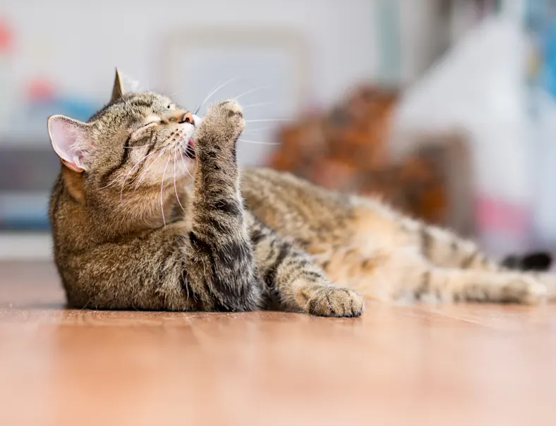 A photo of a cat licking its leg while on a table