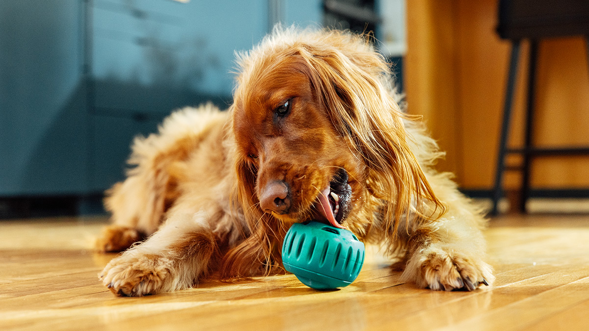 Dog laying on the floor licking a dog toy