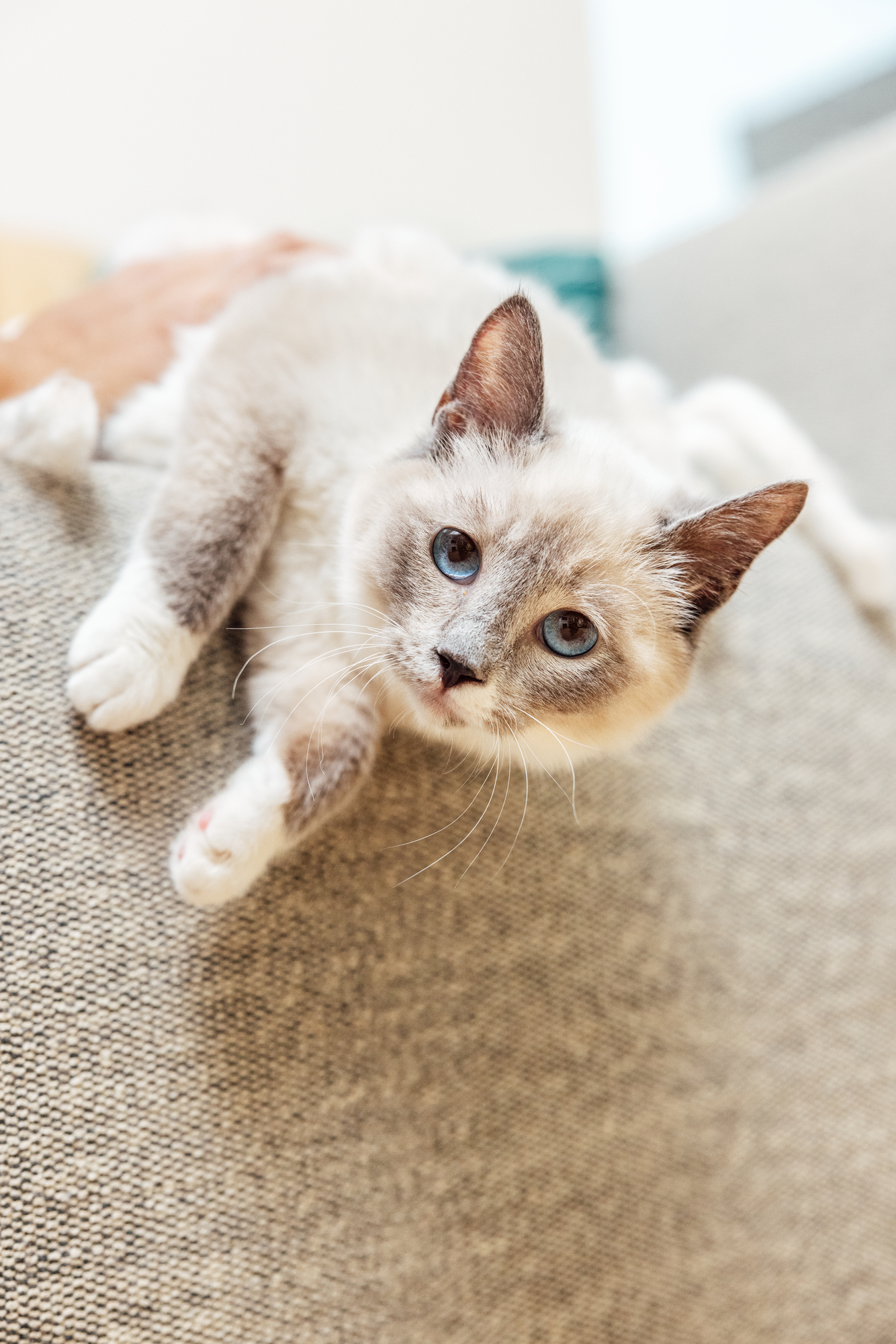A gray cat laying down on the sofa.