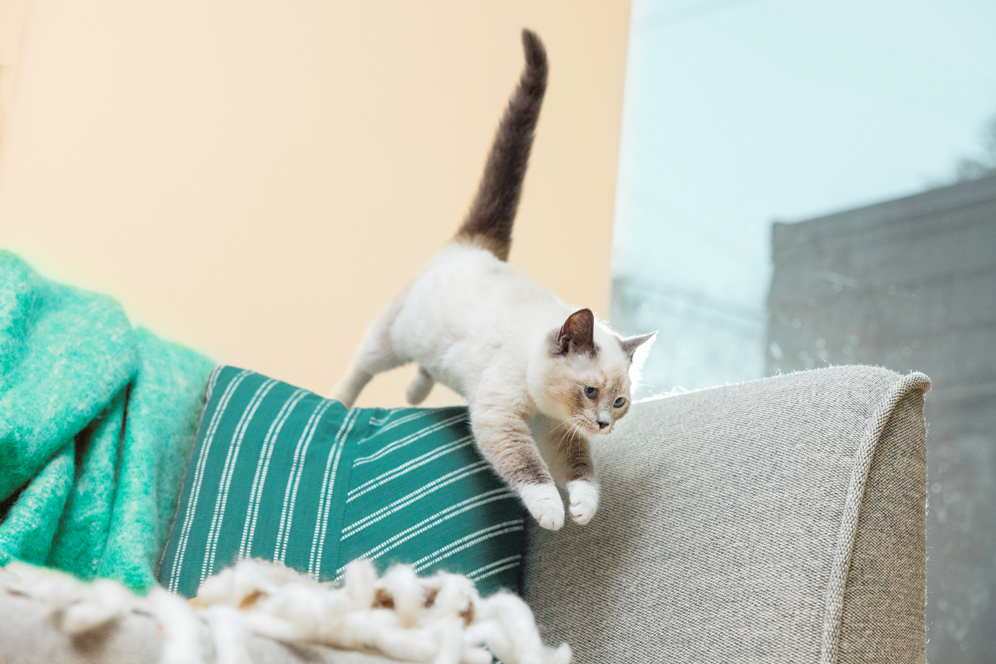 A kitten jumping on a sofa.