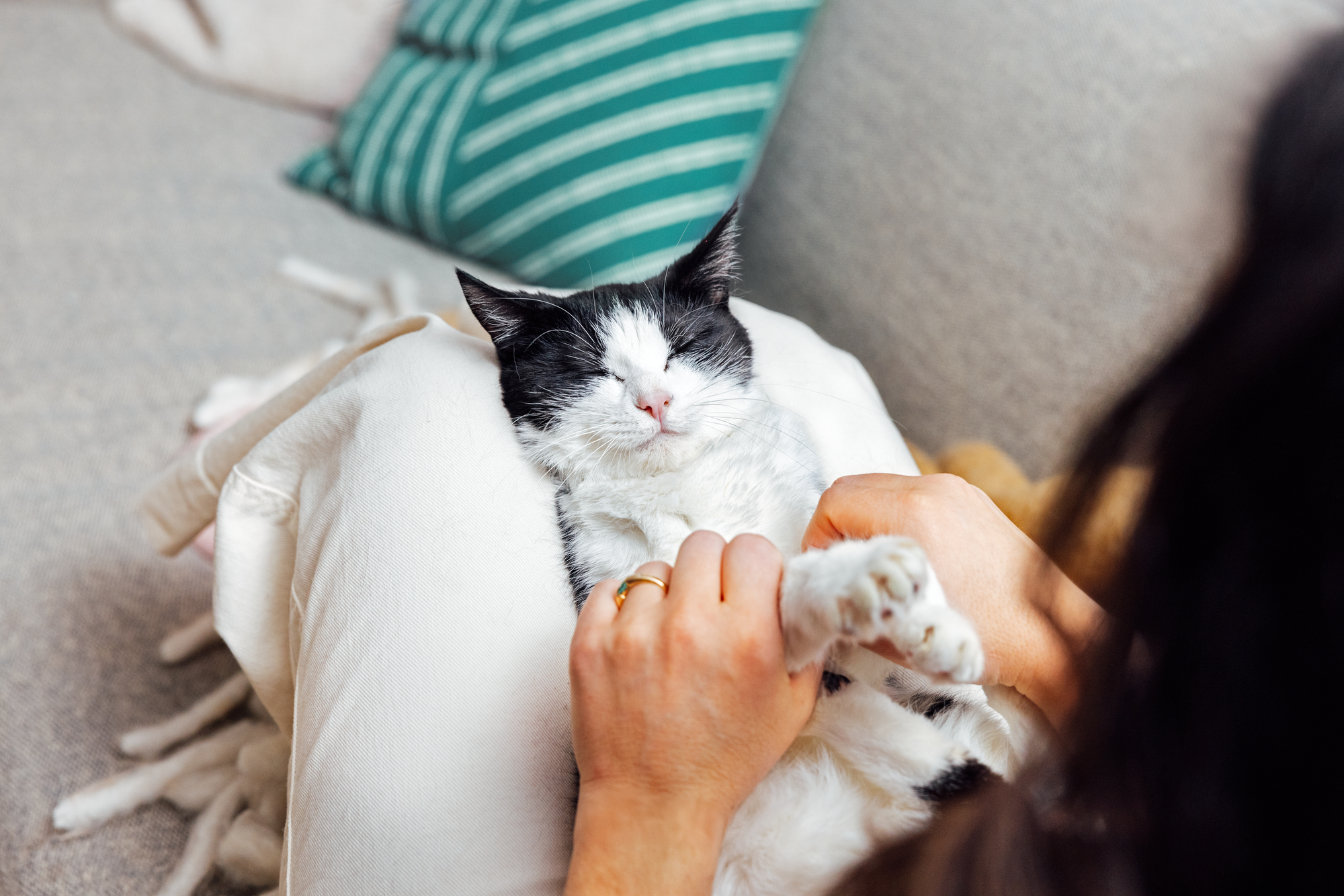 Master - PetOne - Image - Lifestyle - Cat Resting on a Lap