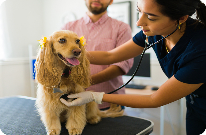 Doctor sculpting a dog