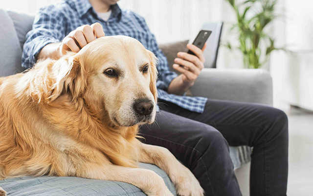 A dog laying on the sofa while the pet owner is on the phone in background.