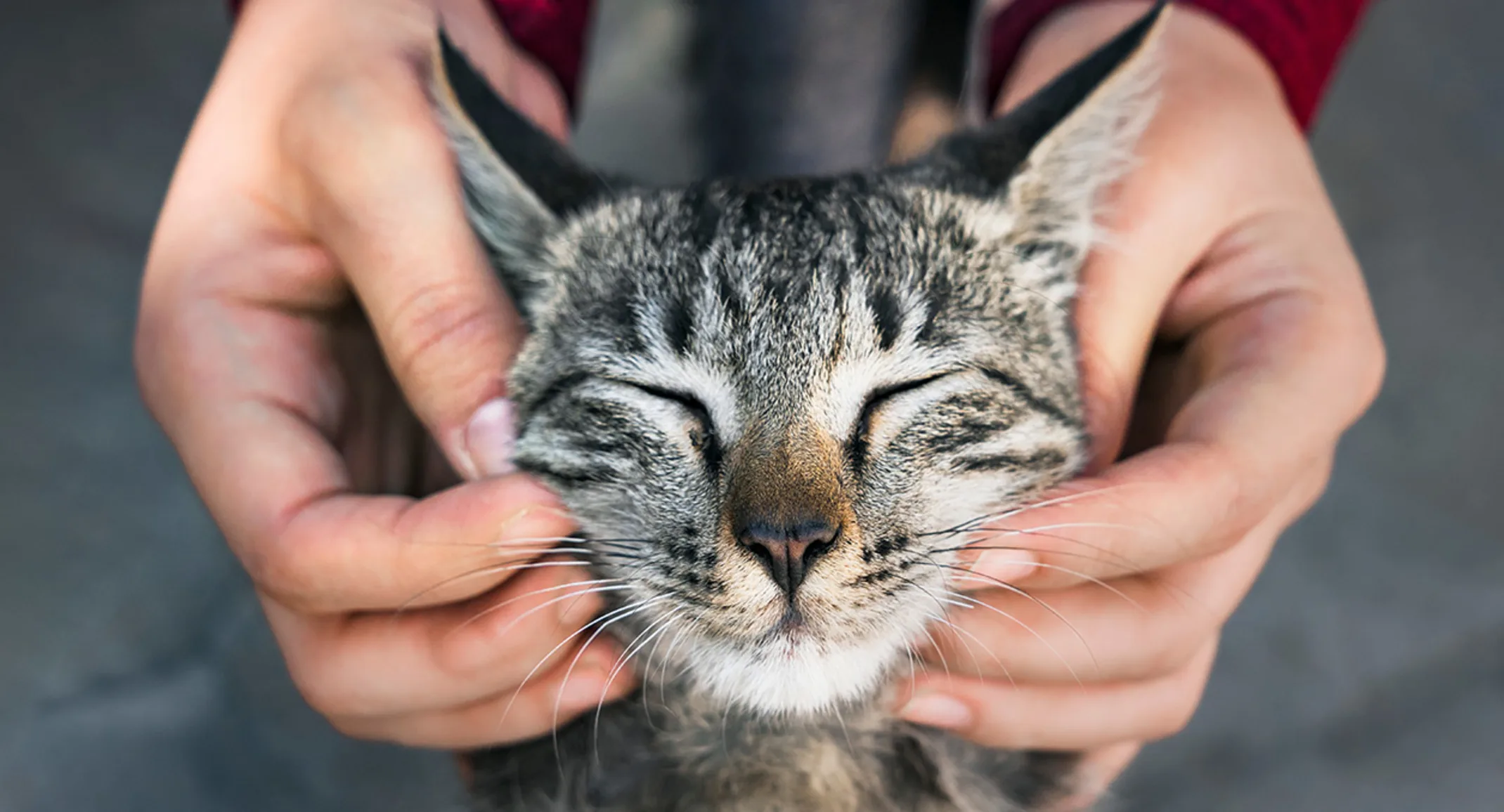 Grey cat getting face held by two hands