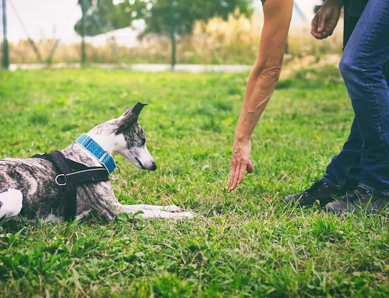 Photo of a person with a dog seated in the park