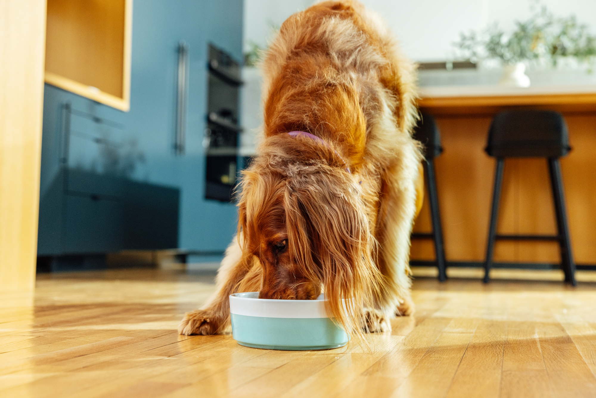 Master - PetOne - Image - Lifestyle - Dog Eating From a Bowl