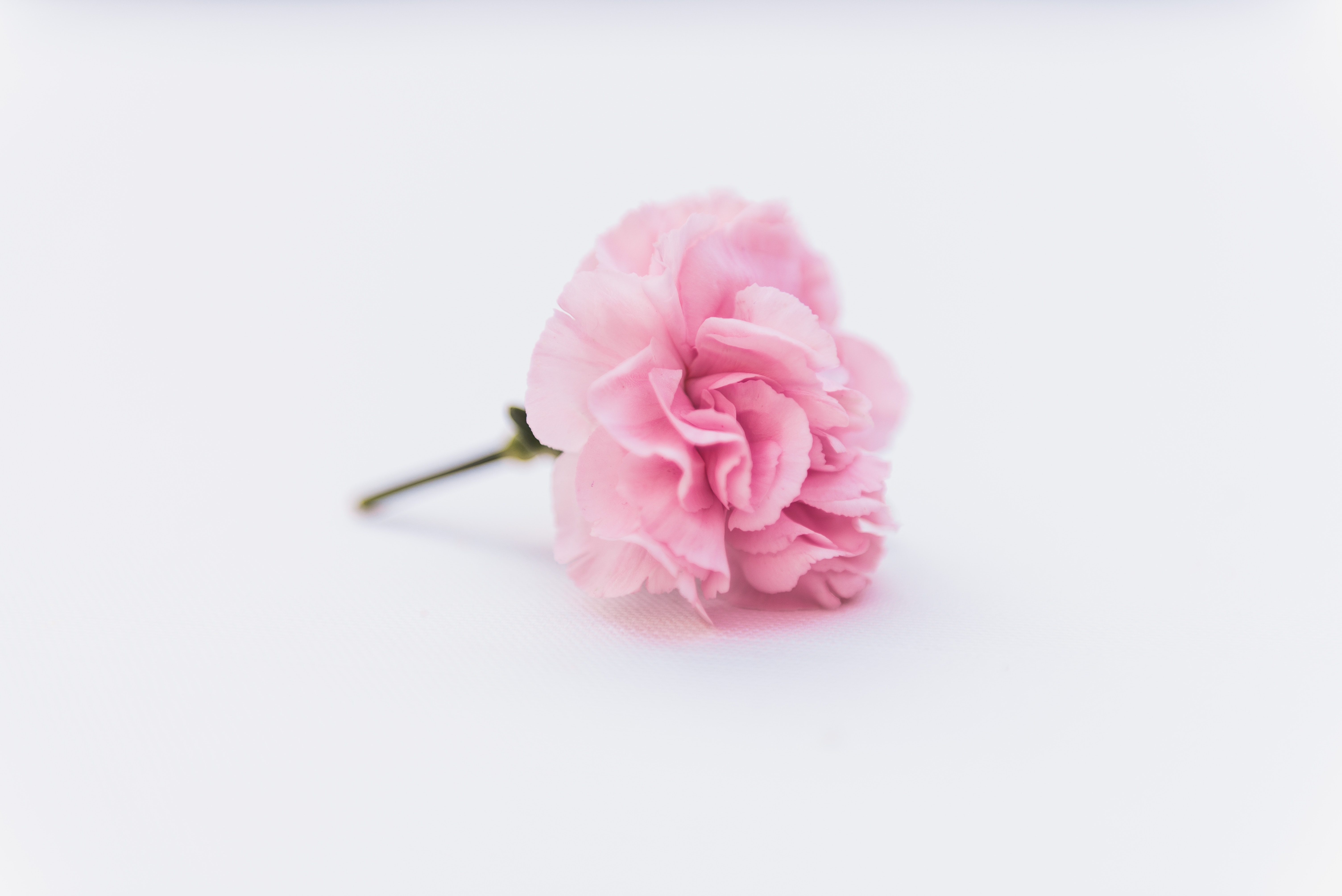 0346 - Rockville - Services - Detail - Cremation - Image - Pink Flower