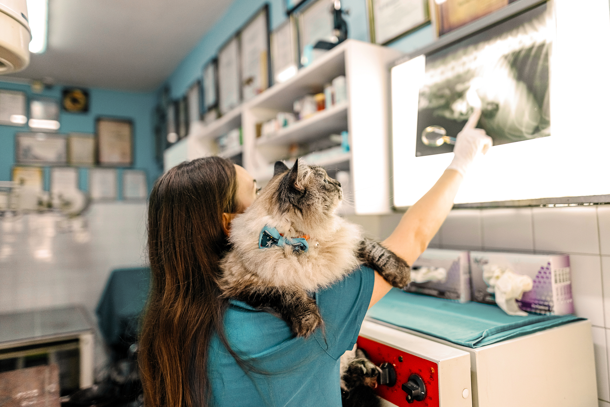 A vet and a cat looking at an x-ray