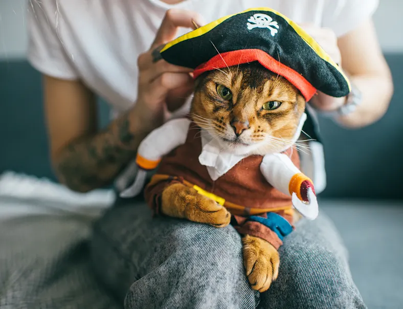 Photo of a Cat dressed as pirate